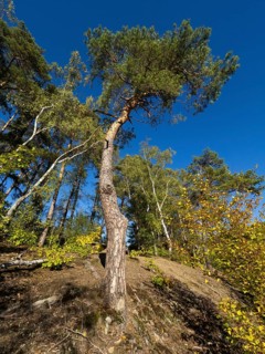 Scots Pine (Pinus sylvestris), tree standing at the edge of a clearing, against a blue sky,