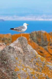 Yellow-legged Gull (Larus michahellis), Berlenga Grande Island, Portugal, Europe