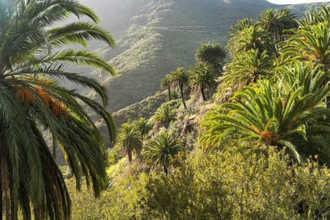 Canary palm trees in the Masca Gorge in the Teno Mountains, Masca, Tenerife, Canary Islands, Spain,
