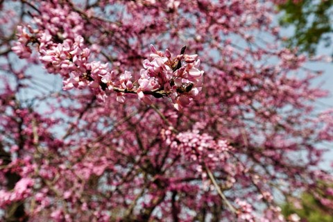 Pink flowers of the Judas tree (Cercis), love tree, sea of flowers, Olympia, good weather in