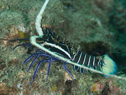 Painted rock crayfish (Panulirus versicolor), dive site Gondol East, Gondol, Bali, Indonesia, Asia
