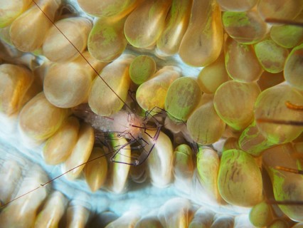 Philippine bubble coral shrimp (Palaemonella philippinensis) on a bubble coral, dive site Prapat,