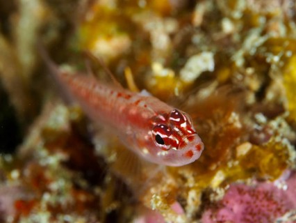 Close-up of a small red-spotted fish, hairfin dwarf goby (Eviota prasites), dwarf goby, dive site