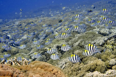 Large school of striped tropical fish, Indo-Pacific sergeant (Abudefduf vaigiensis), swimming over