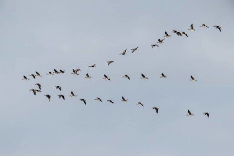 Bean geese (Anser fabalis), flying group, Emsland, Lower Saxony, Germany, Europe