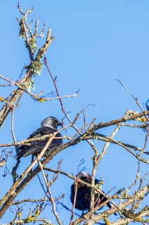 Western jackdaw (Coloeus monedula) sitting in a leafless tree in the spring sun
