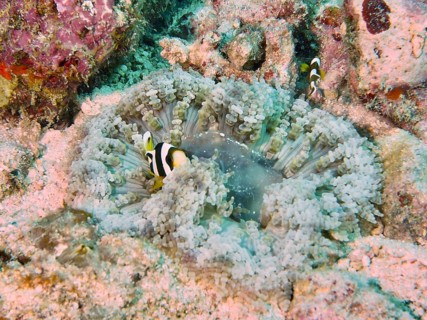 Underwater image of a glass bead anemone (Heteractis aurora) with clownfish in a coral reef, dive