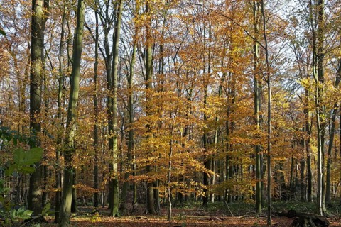 Autumn forest with colourful leaves and sunshine flooding the landscape, Ahaus, Münsterland, North