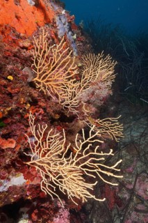 Yellow gorgonian (Eunicella cavolinii) growing on a rock face in the Mediterranean near Hyères.