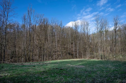 Dead black alder (Alnus glutinosa) in a valley, Thuisbrunn, Upper Franconia, Bavaria, Germany,