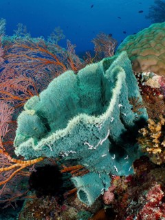 Spiny tube sponge (Callyspongia (Cladochalina) aerizusa) and bright corals under water, dive site
