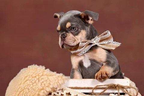 Lilac tan French Bulldog dog puppy in white box in front of brown background