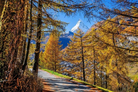 Hiking trail with golden larches and Matterhorn 4478m in autumn, Zermatt, Mattertal, Valais,
