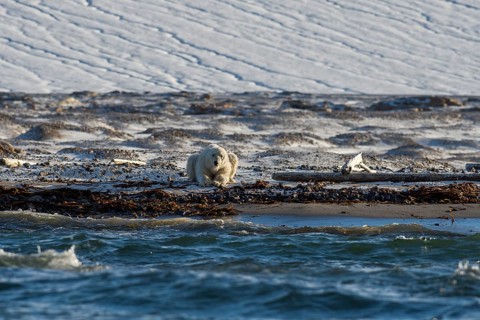 Polar bear (Ursus maritimus), male on beach in front of glacier, Kvitøya, Svalbard and Jan Mayen