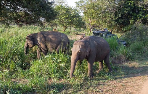 Sri Lanka elephants or Ceylon elephants (Elephas maximus maximus) and safari jeep, Hurulu Eco-Park
