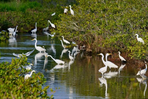 Great Egret (Egretta alba), group standing in a calm body of water surrounded by green vegetation,