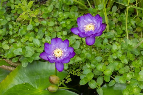 Blue-purple coloured tropical water lilies in a garden pond, Gigantea Dark Purple, water lily,