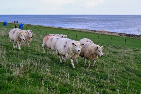 Sheep on a dyke, Pellworm Island, Schleswig-Holstein Wadden Sea National Park, North Frisia,