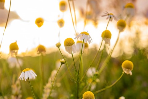 Camomile flowers in a meadow in the warm evening light