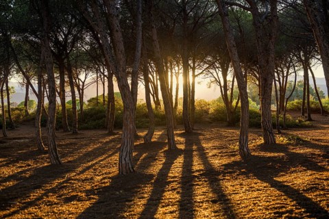 Pine forest, Spiaggia di Isula Manna, sunset, Santa Maria Navarrese, Gulf of Orosei National Park,