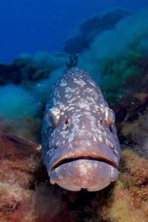 Large fish with detailed skin, Dusky Grouper (Epinephelus marginatus) (Mycteroperca marginatus), on