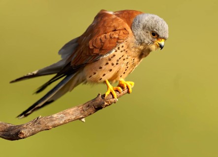 Male lesser kestrel (Falco naumanni) on its perch, Extremadura, Spain, Europe