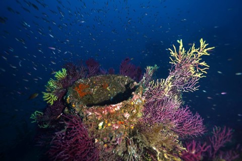 A vibrant collection of purple Violescent sea-whip (Paramuricea clavata) and Yellow Gorgonian
