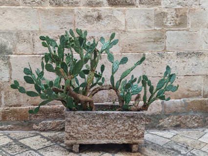 Prickly pear in front of a sandstone wall as decoration, Locorotondo, Apulia, Southern Italy,