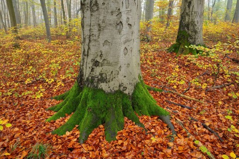 Near-natural deciduous forest in autumn with colourful leaves, copper beech (Fagus sylvatica),