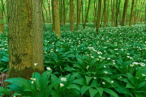 Dense forest full of flowering wild garlic (Allium ursinum), in spring, Bullau, Erlensee, Hanau,