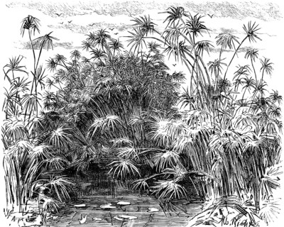 Papyrus plants (Cyperus papyrus) near Syracuse, papyrus shrubs in water, water lilies, island of