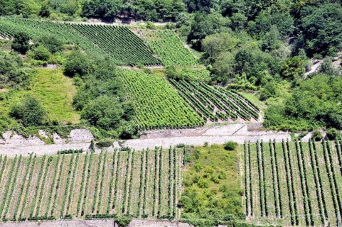 Vineyards near Assmannshausen, UNESCO World Heritage Cultural Landscape Upper Middle Rhine Valley,