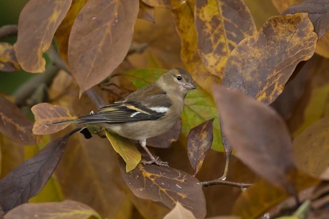 Eurasian chaffinch (Fringilla coelebs) adult female bird in a garden Magnolia tree with autumn