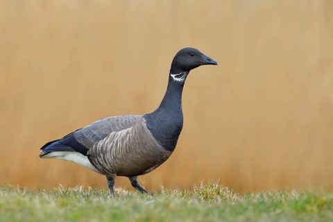 Brent goose (Branta bernicla) standing in a meadow, Wildlife, Geese, Lauwersmeer National Park,