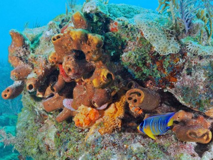 A colourful assemblage of corals and sea sponge, Brown tube sponge (Agelas conifera), with a