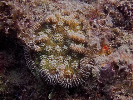 Structural coral with complex patterns and textures, Atlantic mushroom coral (Scolymia lacera), on