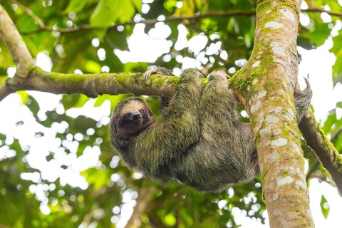 Three-fingered sloth (Bradypus), Mammals (Mammalia), La Fortuna, Guanacaste, Costa Rica, Central