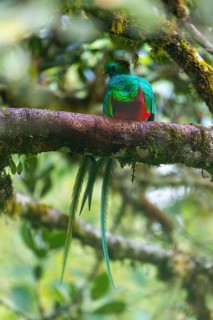 Quetzal (Pharomachrus mocinno), Trogons (Trogonidae), Central Mountain Range, San Jose Province,