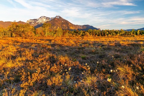 Cottongrasses (Eriophorum), True grasses (Poaceae), Birch (Betula), Betulaceae, spring, raised bog
