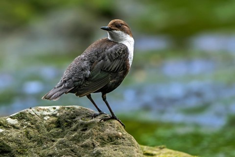 White-throated dipper, Central European dipper (Cinclus cinclus aquaticus) resting on rock in