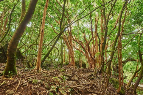 Landscape of Rainforest at the Lulumahu trail to the Lulumahu falls, Honolulu Watershed Forest