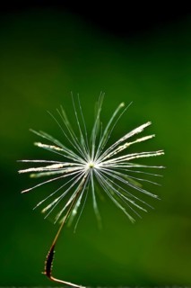 Macro shot of a dandelion (Taraxacum officinale), focusing on the fluffy seed head and fine