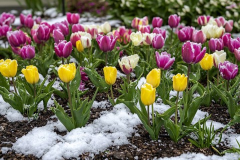 Yellow and purple tulip spring flowers blooming in garden in snow during late winter or early