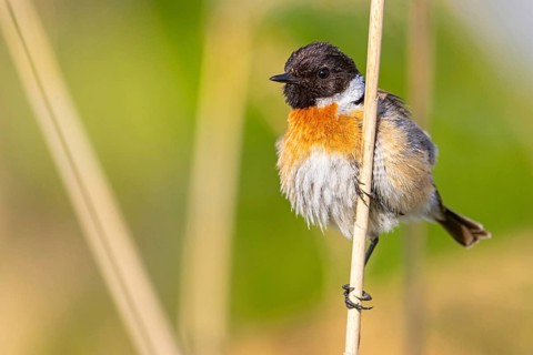 Stonechat, (Saxicola torquata), foraging, male, Eich, Rhineland-Palatinate, Germany, Europe