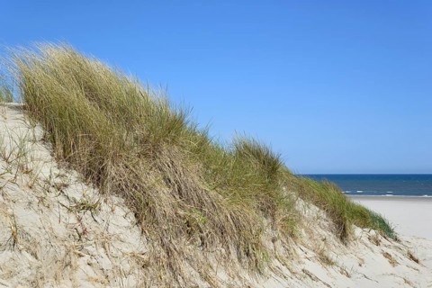 High dune with marram grass (Ammophila arenaria), blue sky, North Sea, Juist, East Frisian Islands,