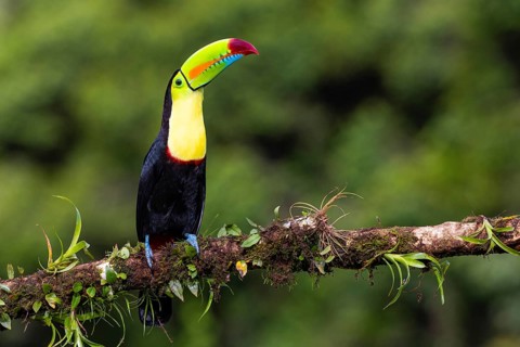 Fishing Toucan (Ramphastos sulfurantus), Toucans (Ramphastidae), Laguna del Lagarto Lodge,