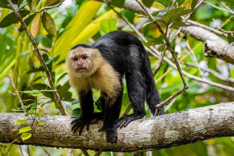 Panama capuchin monkey (Cebus imitator) in a tree, Cahuita National Park, Costa Rica, Central