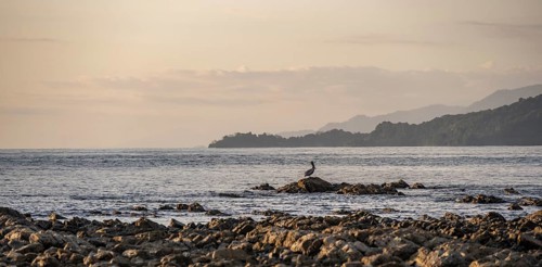 Brown pelican on the coast, Marino Ballena National Park, South Pacific beach and sea, Puntarenas