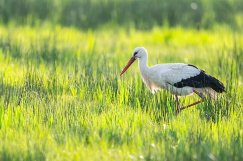 White stork (Ciconia ciconia) foraging in a meadow, spider threads on the grass, Lower Saxony,