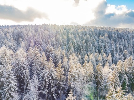 Snowy forest landscape illuminated by the sun under a blue sky, Bad Wildbad, district of Calw,